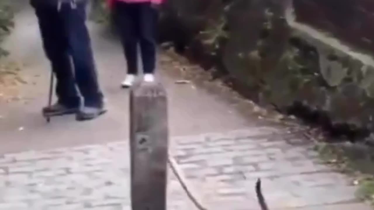 Funny dog working