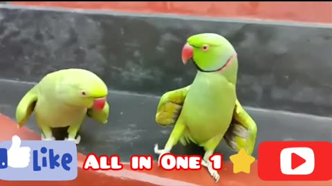Talking Parrots looking so cute 🥰 Birds compilation 3 Pets