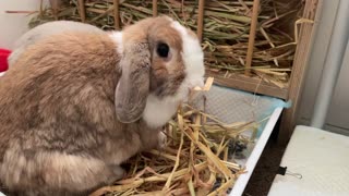 Yummy Hay
