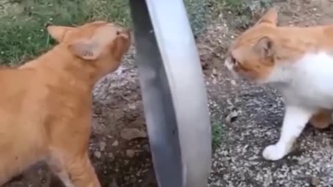 Fight cats