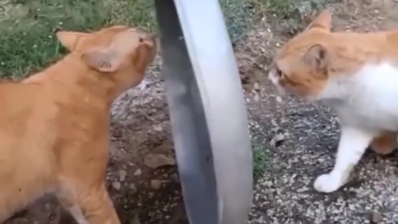 Fight cats