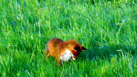 Fox Vs. Vole _ Kettu Vs. Myyrä