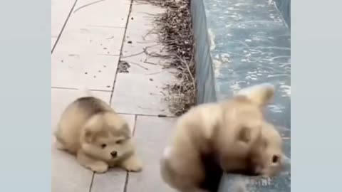 Rolly Polly Dogs