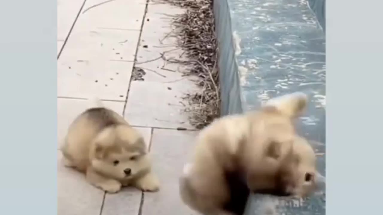 Rolly Polly Dogs