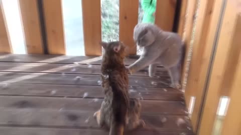 Fanny Cats Fight Videos