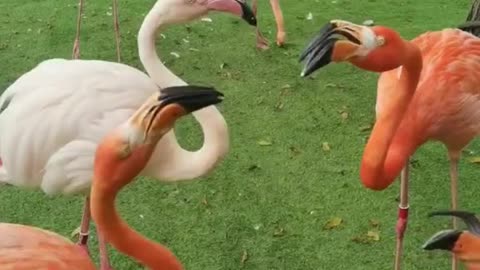 flamingos