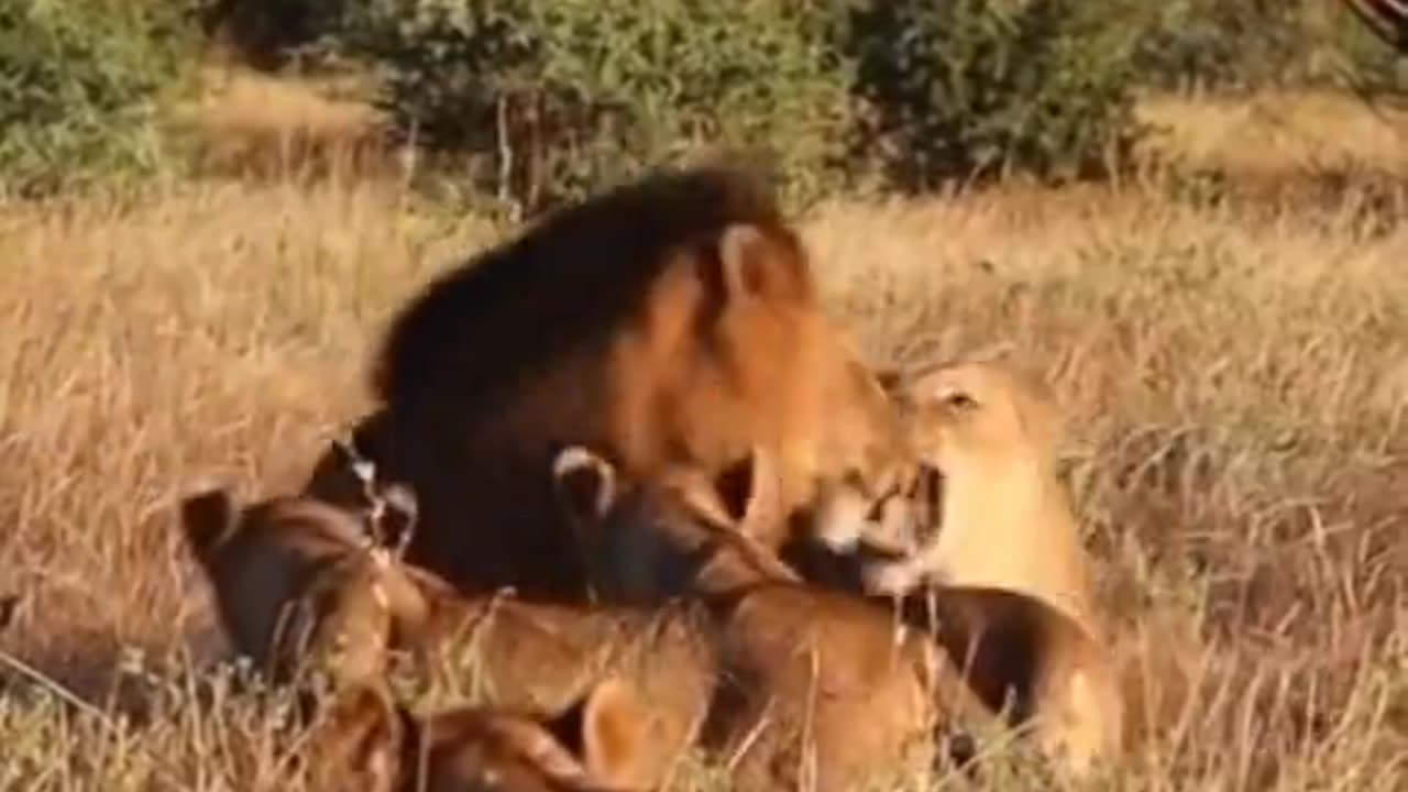 Attraction of lion's