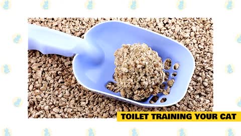 Cats 101 : Basic Cat Training Tips