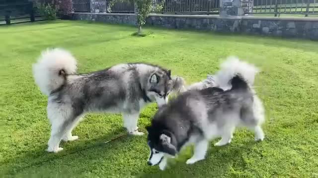 Phil Tries To Save Milo From Teddy! There's Fight In Him Yet!!