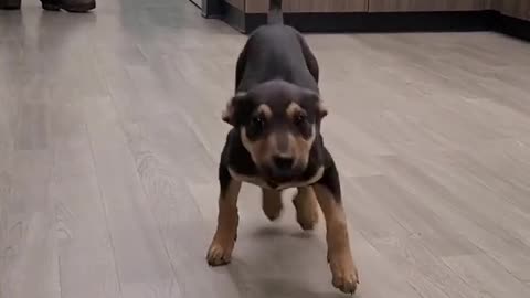 Dog cute dance