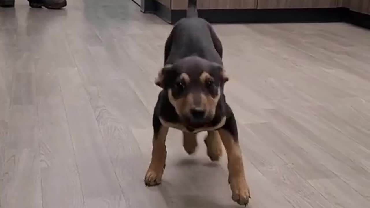 Dog cute dance