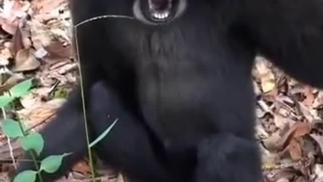 Suara yang begitu nyaring