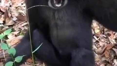 Suara yang begitu nyaring