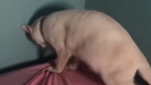 Funny Animal Videos 2024 Best Dogs And Cats Videos 😺😍short,viral,tiktok