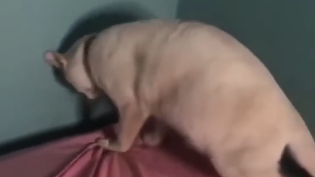 Funny Animal Videos 2024 Best Dogs And Cats Videos ๐บ๐short,viral,tiktok
