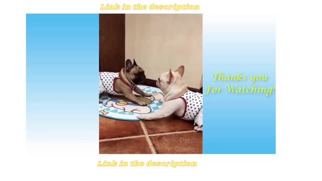 😹Best Funny Cats and Dogs Videos 2021😂 #SHORTS #funnycats #cutedogs