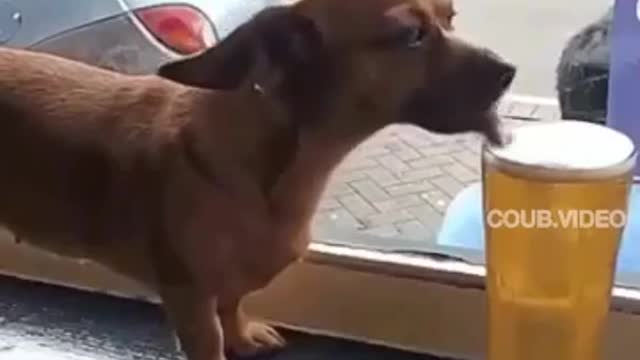 Funny Animals Farting compilation