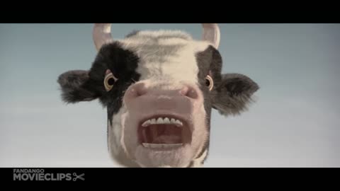 Cow fight