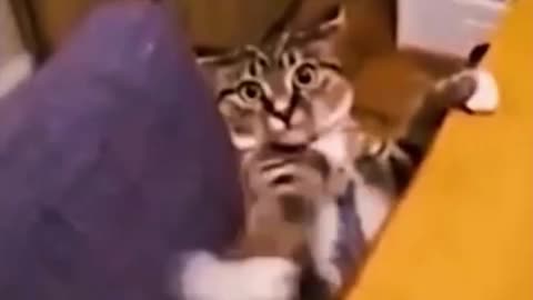 Funny animals. What happens? I fell down!