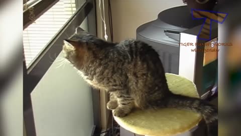 Very FUNNY CATS - Super HARD TRY NOT TO LAUGH challenge