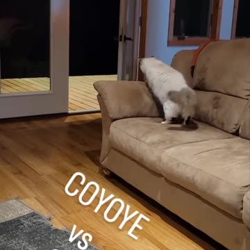COYOTE ATTACK!🙀 #cat #dog #nature #beast #friends #wolf