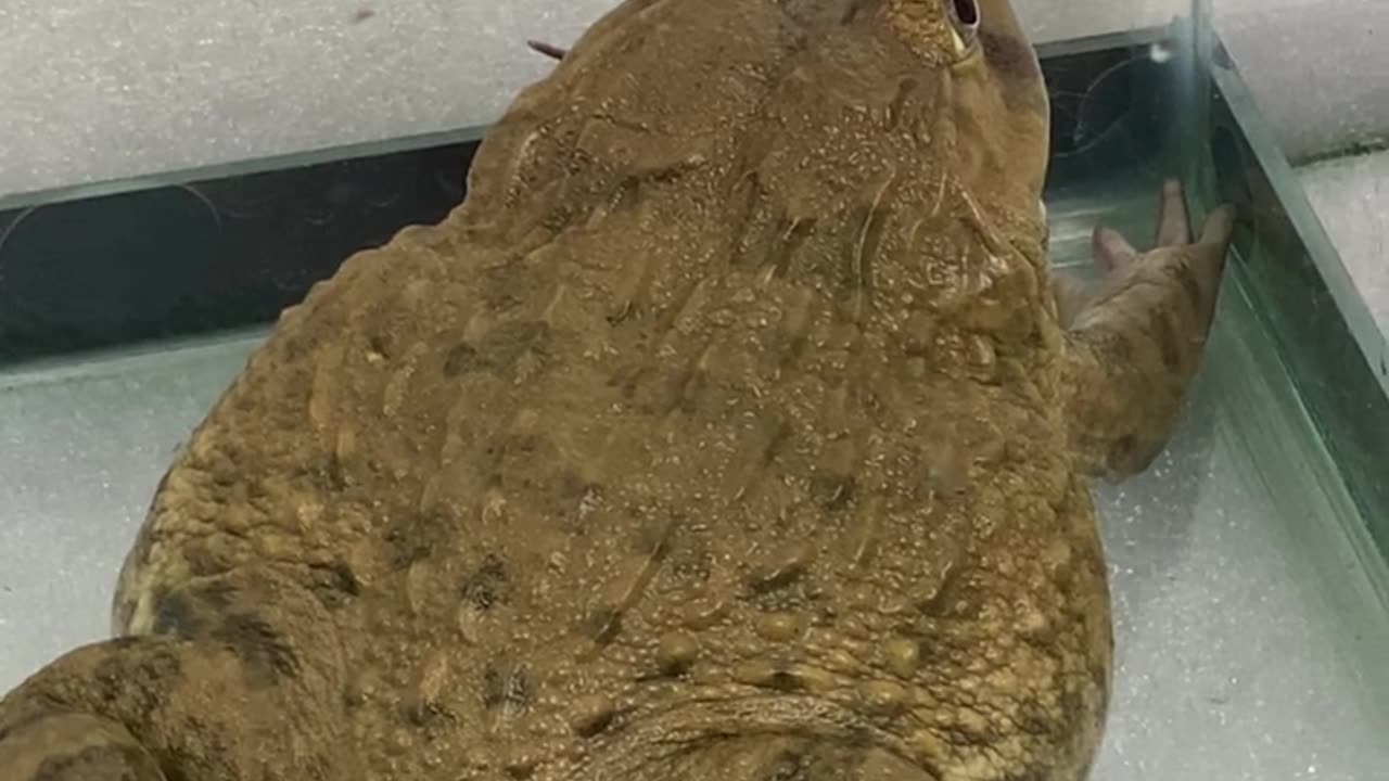 Hungry Asian Bullfrog eating mouse #shorts
