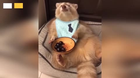 TOP 10 CUTEST CLIPS OF ANIMALS