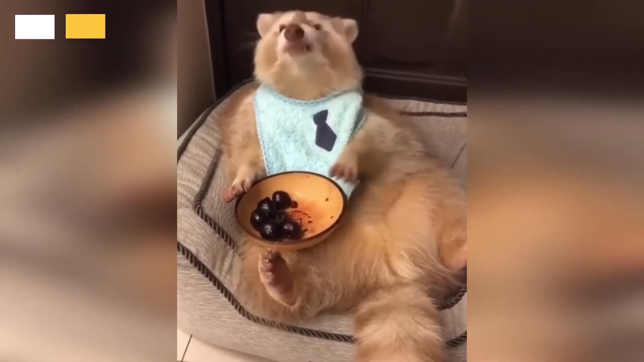 TOP 10 CUTEST CLIPS OF ANIMALS