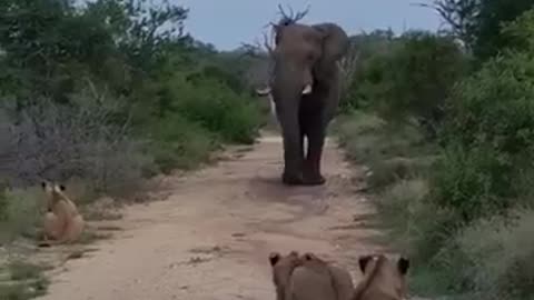 When lions meet an elephant