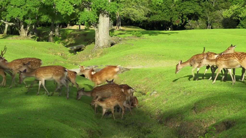 "When I saw the deer in the deep forest, I saw you when I woke up"