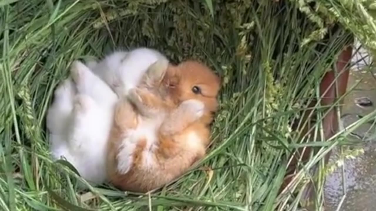 On a rainy day, the little bunny sleeps in a warm grassy nest.