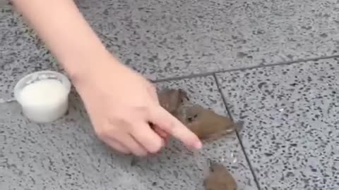 Funny animals 😄hub,funny animals club, 🤣, funny animals dancing 💃😄, funny animals fighting 😄