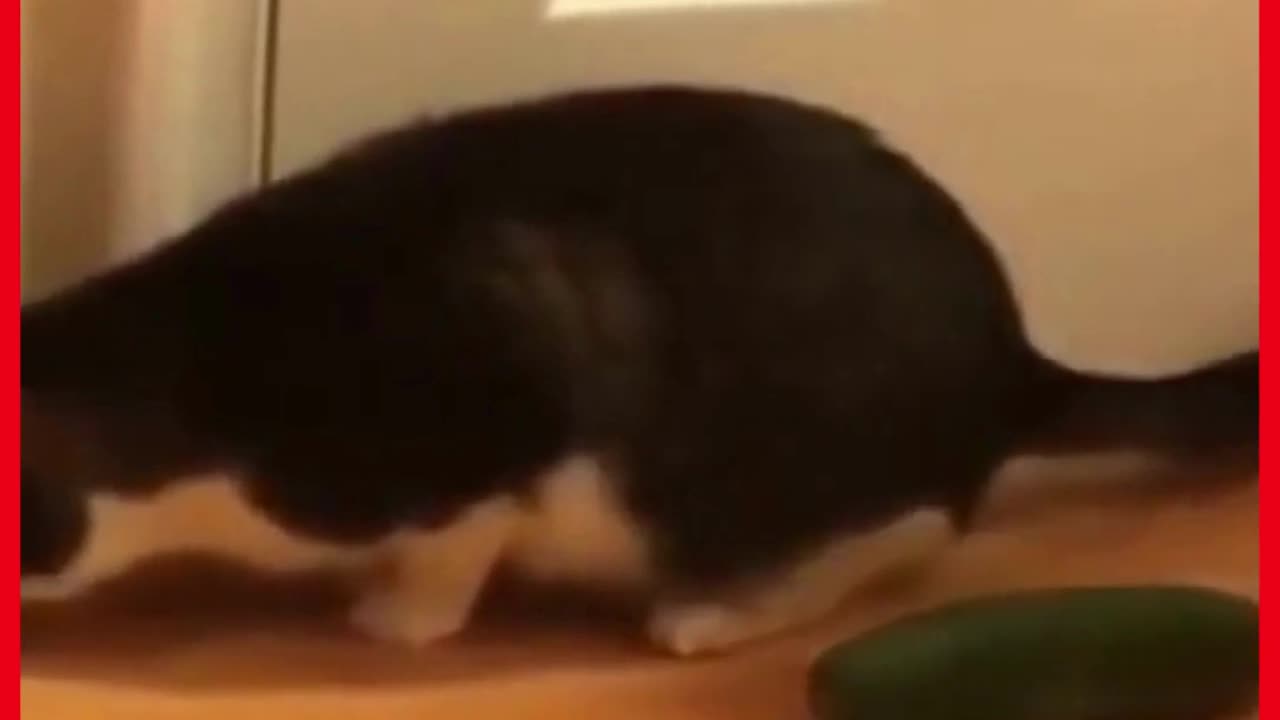 Gatos Engraçados