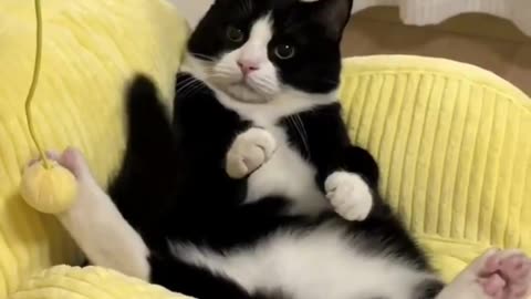 Cute Cat Funny videos