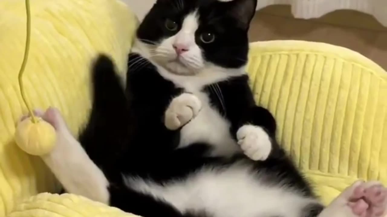 Cute Cat Funny videos