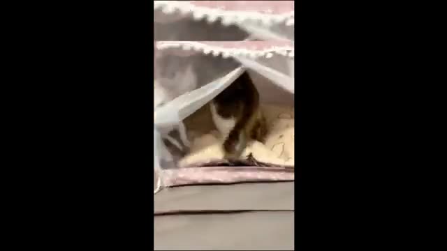 Funny animal videos 2024 - Funny Dogs/cat - Funny animals /Happy Pet