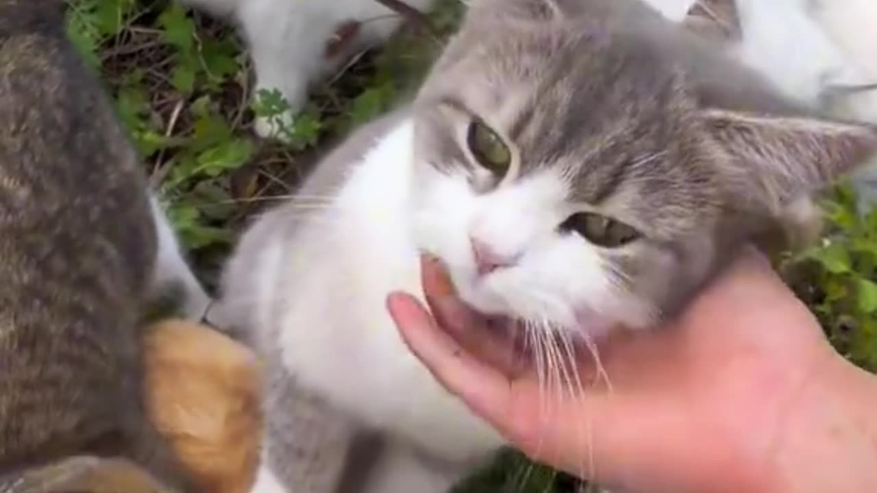 Funny cats video