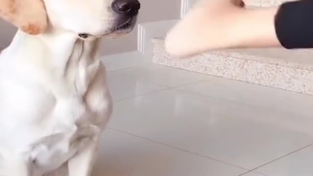 Labrador Puppy High Fiving Mother And Then... - UrPetsHouse