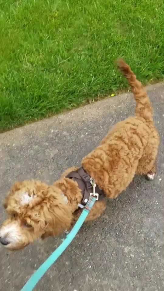 Leo and the Heel cue