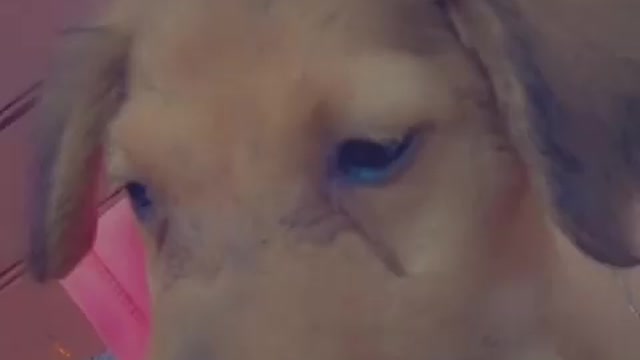 I said am pregnant and my cute dog started crying