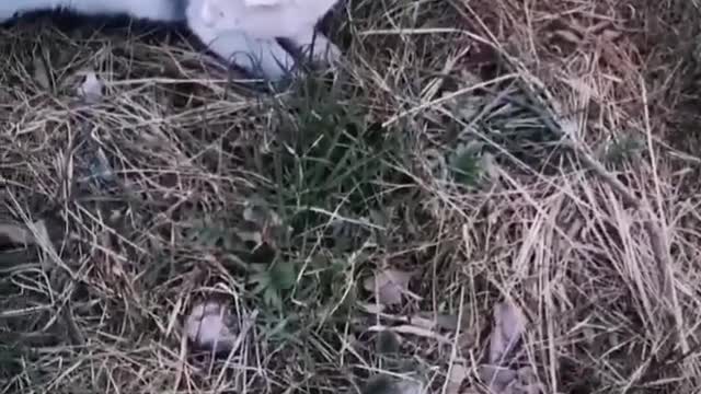 Cute cat, the wonderful process of cat catching mice