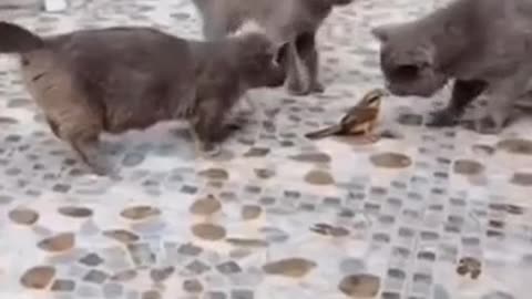 Cat funny video