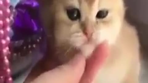 New Funny Animals 😂 😺🐶 Best Funny Animal Videos 2023 🤣 Funniest Cats And Dogs Videos 😂Funny Video #