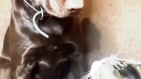 funny cat and dogs 🎥 15 #short #funnycatanddogs
