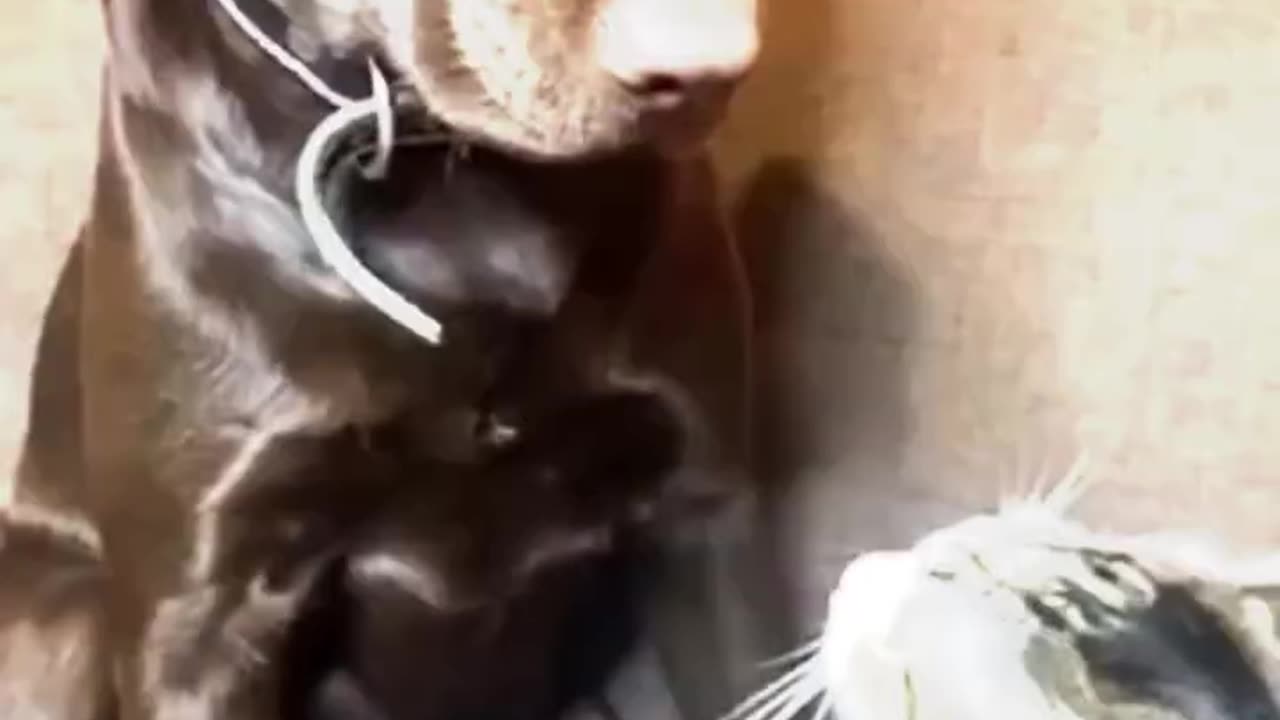 funny cat and dogs 🎥 15 #short #funnycatanddogs