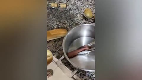 Dog Reactions: Surprises & Scares Caught On Camera!