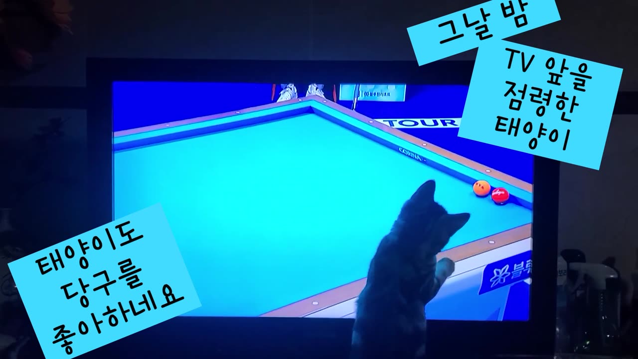Cat addicted to Tv