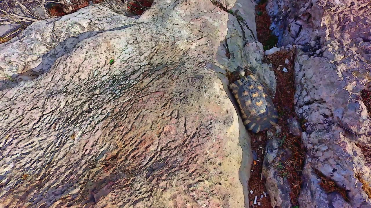 DJI Neo and the evil turtle