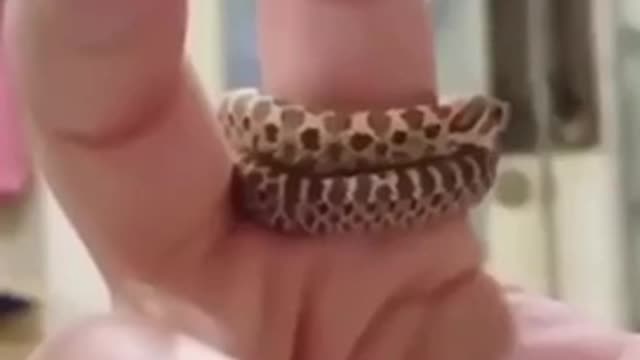 Dangerous snake
