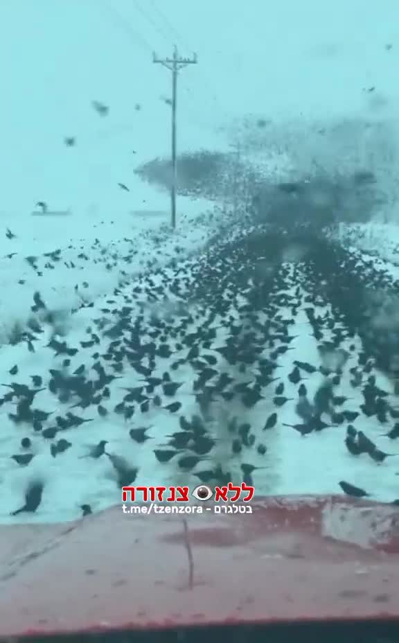 5G Birds ! **1 min**